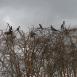 Cormoranes africanos divisan el lago desde la copa de un árbol