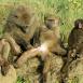 Grupo de babuinos, unos más cómodos que otros
