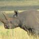 El rinoceronte negro es otro de los Big Five difíciles de ver, ya que se encuentran entre la maleza