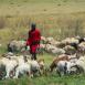 Joven masai con su rebaño, el cual es de ovejas, cabras o vacas según la categoría del guerrero masai