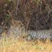 Mamá guepardo con sus dos cachorros, atentos a algo que ocurre a poca distancia