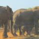 En Tsavo se pueden encontrar las mayores manadas de elefantes de Kenya
