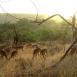 Manada de impalas tranquilamente pastando ante la ausencia de depredadores