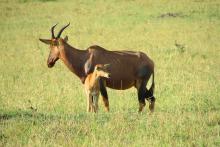 Marzo en Masai Mara