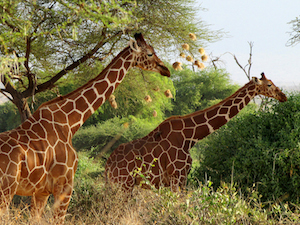 Reserva Nacional de Samburu