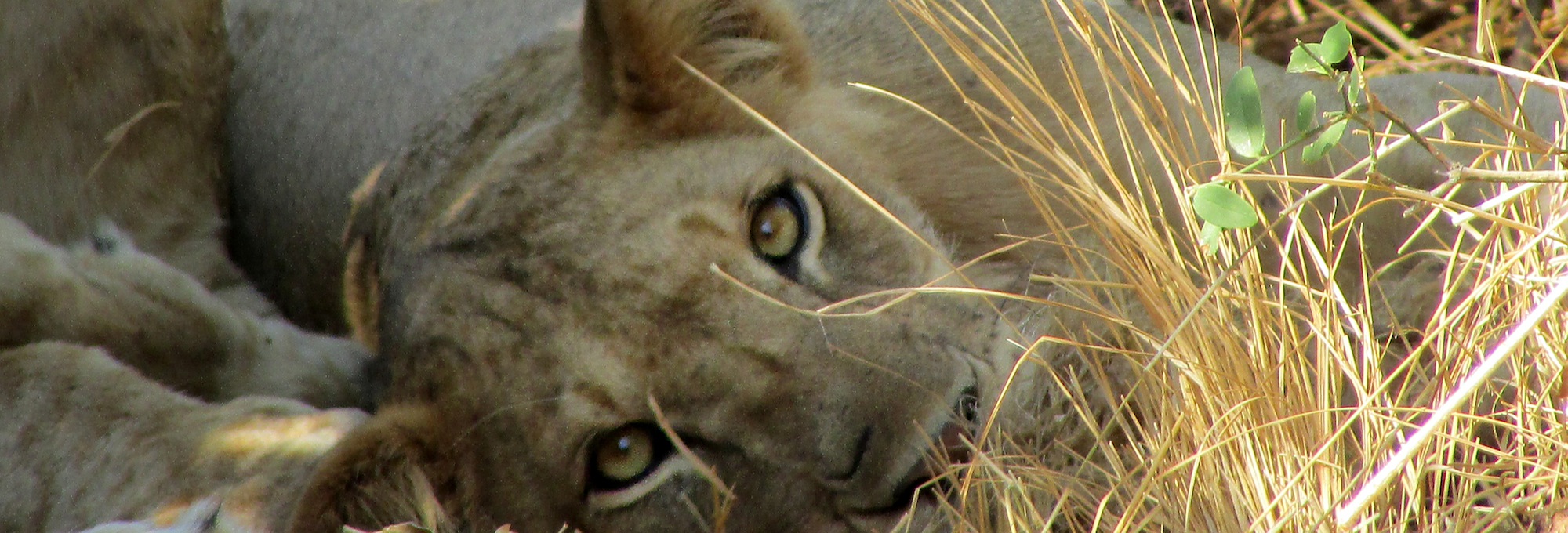 The moment when a lioness in the African savannah sticks his penetrating gaze on yours...