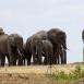 Herd of elephants in the plains of Amboseli