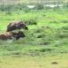 En Amboseli todos disfrutan del agua pasando gran parte del tiempo sumergidos, también los búfalos