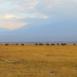 Enorme manada de elefantes, liderados por la hembra más longeva del grupo,  cruzan las llanuras de Amboseli