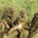 Grupo de babuinos, unos más cómodos que otros