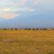 Enorme manada de elefantes,  cruzan las llanuras de Amboseli