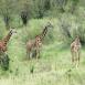 Grupo de jirafas en el Parque Nacional de Arusha