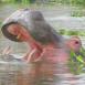 El hipopótamo, uno de los habitantes de las aguas del lago Manyara