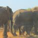 En Tsavo se pueden encontrar las mayores manadas de elefantes de Kenya. Aquí una pequeña representación