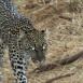 Samburu es el lugar donde hay más probabilidad de avistar al leopardo. Una vez que lo ves, no podrá