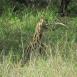 El serval muy atento a la vista de una de sus posibles presas