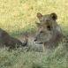 Grupo de leonas atentas a posibles amenazas para su camada, son muy protectoras