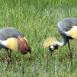 Couple of Grey Crowned Crane, walking almost in unison in Masai Mara