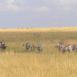 Familia de cebras comunes mezcladas con algunos ñus en las llanuras de Serengeti