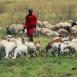 Joven masai con su rebaño, el cual es de ovejas, cabras o vacas según la categoría del guerrero masai