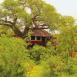 Vista de una de las casas del árbol entre la espesura en el Tarangire Treetops