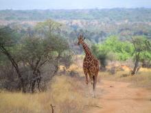 9 consejos para ir de safari